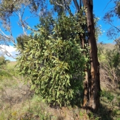 Muellerina eucalyptoides at Isaacs Ridge and Nearby - 1 Jan 2024 05:24 PM