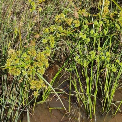 Cyperus eragrostis (Umbrella Sedge) at Isaacs Ridge - 1 Jan 2024 by Mike