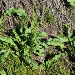 Rumex crispus (Curled Dock) at Isaacs, ACT - 1 Jan 2024 by Mike