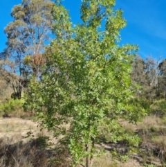 Fraxinus angustifolia (Desert Ash) at Isaacs Ridge - 1 Jan 2024 by Mike