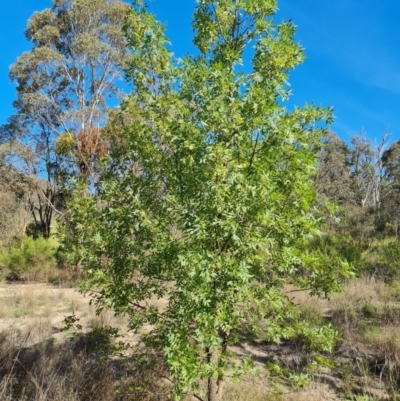 Fraxinus angustifolia (Desert Ash) at Isaacs, ACT - 1 Jan 2024 by Mike