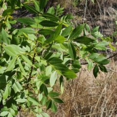 Fraxinus angustifolia at Isaacs Ridge and Nearby - 1 Jan 2024