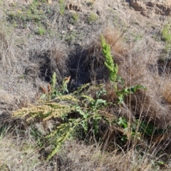 Rumex crispus (Curled Dock) at Isaacs, ACT - 1 Jan 2024 by Mike