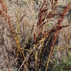 Rumex crispus at Isaacs Ridge - 1 Jan 2024 05:12 PM