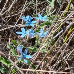 Oxypetalum coeruleum (Tweedia or Southern Star) at Isaacs, ACT - 1 Jan 2024 by Mike