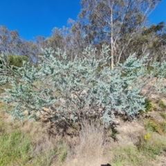 Acacia podalyriifolia (Queensland Silver Wattle) at Isaacs, ACT - 1 Jan 2024 by Mike
