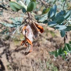Acacia podalyriifolia at Isaacs Ridge and Nearby - 1 Jan 2024