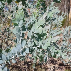 Acacia podalyriifolia at Isaacs Ridge and Nearby - 1 Jan 2024