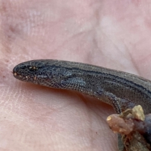 Hemiergis talbingoensis at Numeralla, NSW - suppressed