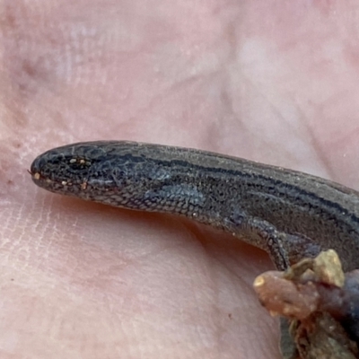 Hemiergis talbingoensis (Three-toed Skink) at Numeralla, NSW - 30 Dec 2023 by SteveBorkowskis