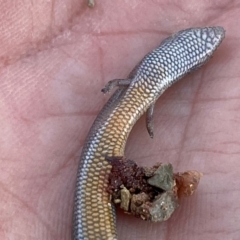 Hemiergis talbingoensis at Numeralla, NSW - suppressed