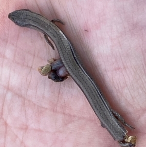 Hemiergis talbingoensis at Numeralla, NSW - suppressed