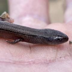 Hemiergis talbingoensis at Numeralla, NSW - suppressed