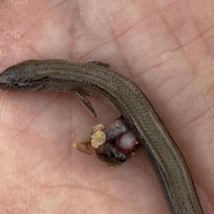 Hemiergis talbingoensis at Numeralla, NSW - suppressed