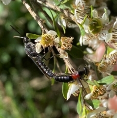 Rhagigaster ephippiger (Smooth flower wasp) at Numeralla, NSW - 30 Dec 2023 by SteveBorkowskis