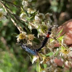 Rhagigaster ephippiger at Numeralla, NSW - suppressed