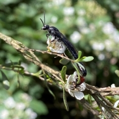 Rhagigaster ephippiger at Numeralla, NSW - suppressed