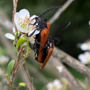 Porrostoma rhipidium at Numeralla, NSW - suppressed