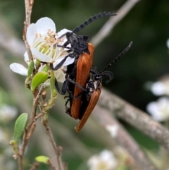 Porrostoma rhipidium (Long-nosed Lycid (Net-winged) beetle) at Numeralla, NSW - 30 Dec 2023 by SteveBorkowskis
