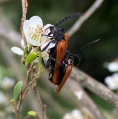 Porrostoma rhipidium at Numeralla, NSW - suppressed