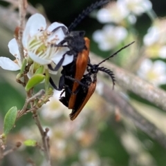 Porrostoma rhipidium at Numeralla, NSW - suppressed