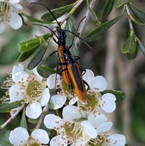 Stenoderus suturalis at Numeralla, NSW - suppressed