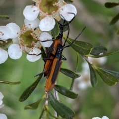 Stenoderus suturalis at Numeralla, NSW - 30 Dec 2023