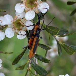 Stenoderus suturalis at Numeralla, NSW - suppressed