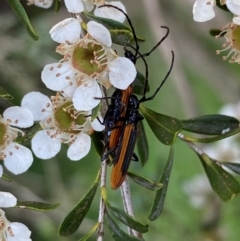 Stenoderus suturalis at Numeralla, NSW - suppressed