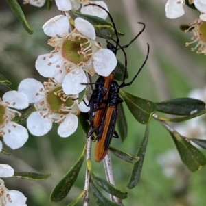 Stenoderus suturalis at Numeralla, NSW - suppressed