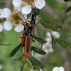 Stenoderus suturalis at Numeralla, NSW - 30 Dec 2023