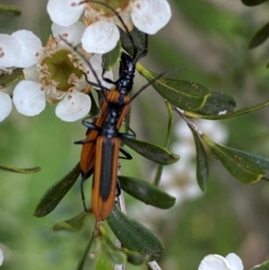 Stenoderus suturalis at Numeralla, NSW - 30 Dec 2023