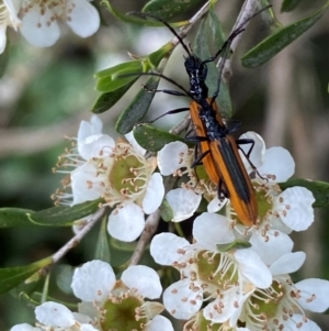 Stenoderus suturalis at Numeralla, NSW - suppressed