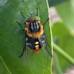 Scaptia (Scaptia) auriflua (A flower-feeding march fly) at Calwell, ACT - 31 Dec 2023 by Ccol2621