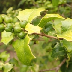 Alchornea ilicifolia (Dovewood, Native Holly) at Kiama, NSW - 1 Jan 2024 by plants