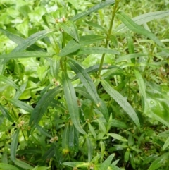 Alternanthera denticulata (Lesser Joyweed) at Kiama, NSW - 31 Dec 2023 by plants