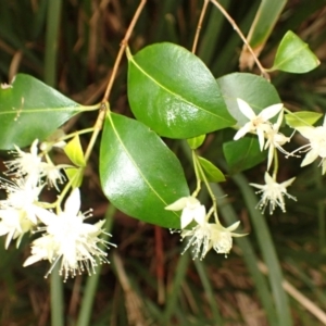 Backhousia myrtifolia at Kiama, NSW - 1 Jan 2024