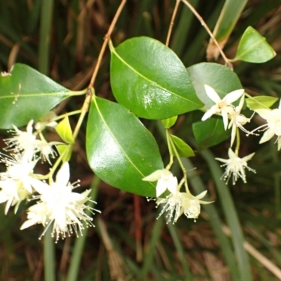 Backhousia myrtifolia (Carrol, Grey Myrtle, Cinnamon Myrtle) at Kiama, NSW - 1 Jan 2024 by plants