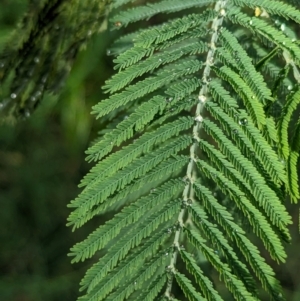 Acacia dealbata subsp. dealbata at Wuuluman, NSW - 1 Jan 2024