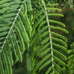 Acacia dealbata subsp. dealbata at Wuuluman, NSW - 1 Jan 2024