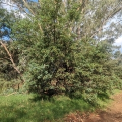 Acacia dealbata subsp. dealbata at Wuuluman, NSW - 1 Jan 2024