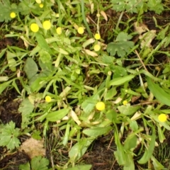 Cotula coronopifolia (Water Buttons) at Kiama, NSW - 1 Jan 2024 by plants