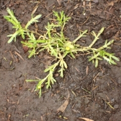 Cotula coronopifolia at Kiama, NSW - 1 Jan 2024