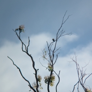 Merops ornatus at Wellington, NSW - 1 Jan 2024