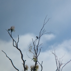 Merops ornatus at Wellington, NSW - 1 Jan 2024