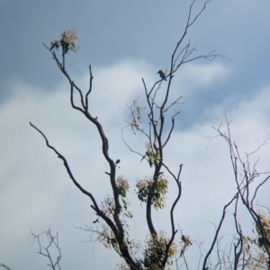Merops ornatus at Wellington, NSW - 1 Jan 2024