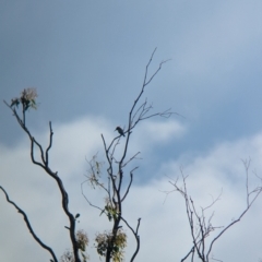 Merops ornatus at Wellington, NSW - 1 Jan 2024