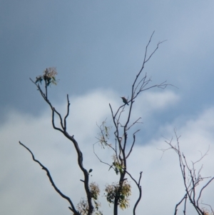 Merops ornatus at Wellington, NSW - 1 Jan 2024