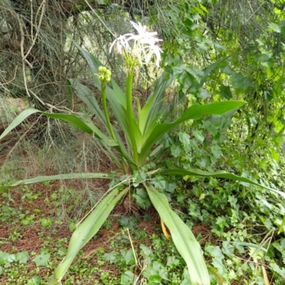 Crinum pedunculatum (Swamp Lily, River Lily, Mangrove Lily) at Kiama, NSW - 31 Dec 2023 by plants