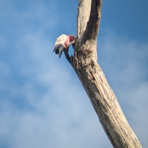 Eolophus roseicapilla at Wellington, NSW - 1 Jan 2024